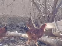Chickens — 写真 3