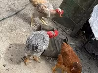 Chickens — 3-сурет