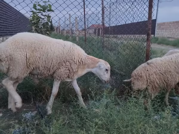 Beran, Ovce