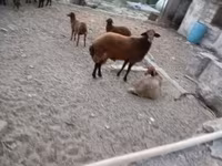 雄羊, 羊 — 写真 6
