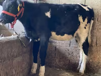 Kuh, Russian Black pied cattle — Foto 3