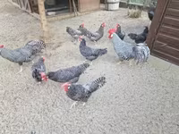 Chickens — foto 4