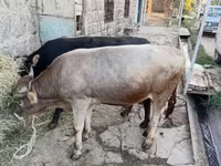 Toro, Bovini — foto 2