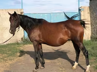 Hingst, Arabian horse — foto 6