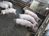 Boar, Pigs — photo 1