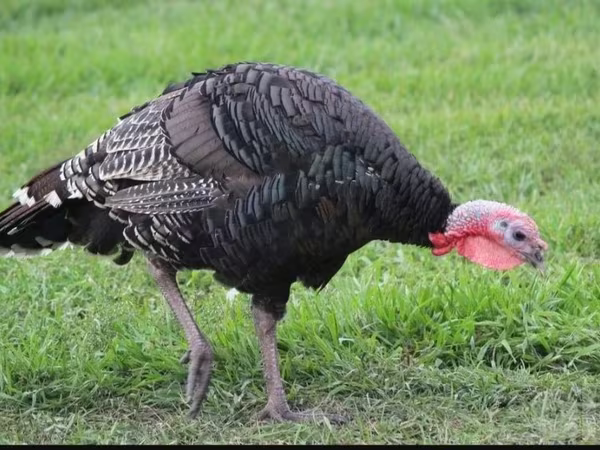 Turkeys