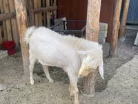 बकरी, Saanen goat — फ़ोटो 7