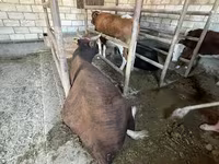 گاو نر, Latvian Blue cattle — عکس 3