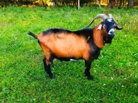 Billy Goat, Goats — photo 4