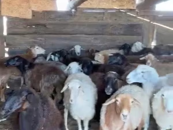 قوچ, گوسفند