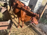 گاو نر, گاو لیموزین — عکس 4