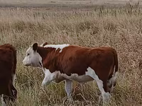 گاو و گوساله (گروه، جنسیت مشخص نشده), گاو سفیدسر قزاقستانی — عکس 2