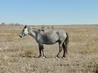 Klisna, Kazakh horse — foto 3