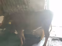 Lembu betina, Hereford — foto 1