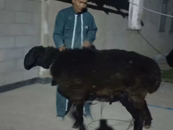 Хуц, Karakul sheep