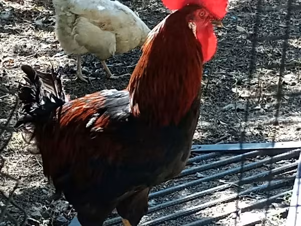 Chickens