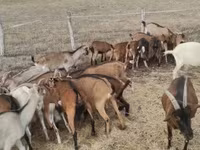 Ged, Alpine goat — foto 4