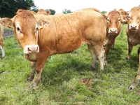 Ko, Limousin-ko. — foto 6