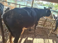 गाय, Latvian Blue cattle — फ़ोटो 2