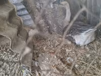 Geese — รูปภาพ 1