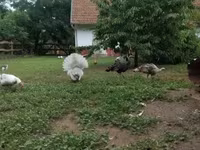 Turkeys — foto 1