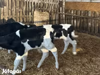 Byk, Russian Black pied cattle — zdjęcie 6