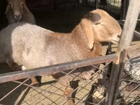 Ovan, Hissar sheep — fotografija 2