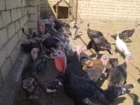 Turkeys — sawirka 3