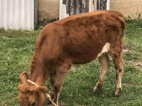 گاو ماده, Simmental cattle — عکس 1