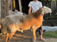 Vædder, Arashan sheep — foto 1