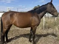 Hoppe, Nonius horse — foto 3