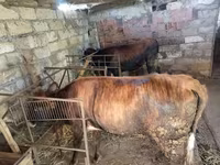 گاو و گوساله (گروه، جنسیت مشخص نشده), گاو — عکس 1