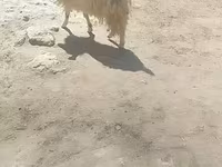 Kambing (lot, jantina tidak dinyatakan), Goats — foto 5