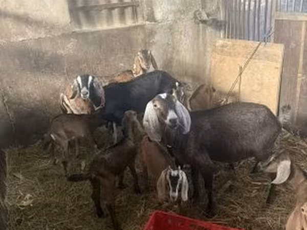 بز (گروه، جنسیت مشخص نشده), بز