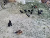 Chickens — foto 3