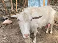 Capră, Fergana goat — foto 5