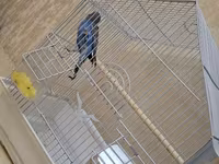 Dalğalı tutuquşu və qəfəs dəsti - Növ: dalğalı tutuquşu (budgerigar) — foto 2