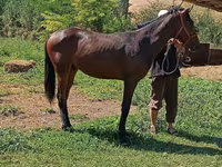 اسب نر, اسب — عکس 1