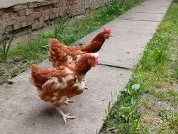 Chickens — Hungary
