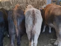 گاو ماده, Swiss cattle — عکس 3