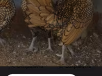 Chickens — تصویر 5