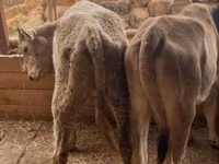 गाय, Swiss cattle — फ़ोटो 3