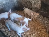 Scrofa, Крупная белая — foto 3