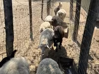میش, Merino sheep — عکس 2