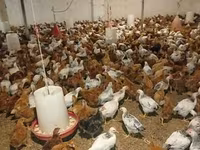 Chickens — عکس 1