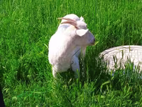 Буз, Saanen goat — акс 4