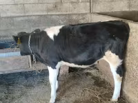 Kuh, Russian Black pied cattle — Foto 1