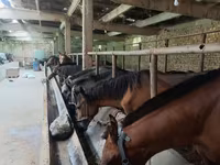 Cavalo, Cavalos — foto 6