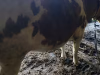 گاو نر, Simmental cattle — عکس 3