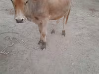 গাভী, গরু — ছবি 1